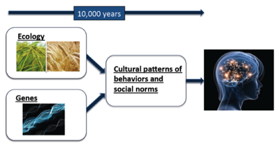 gene_culture